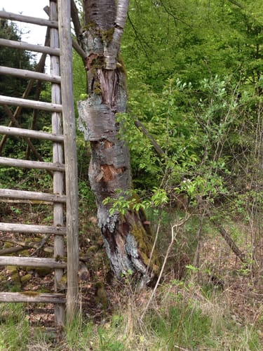 Galgenbergtour (Premiumwanderweg)