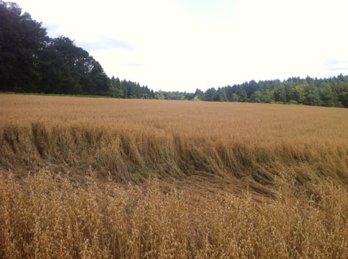 MTB-Tour: Remstal