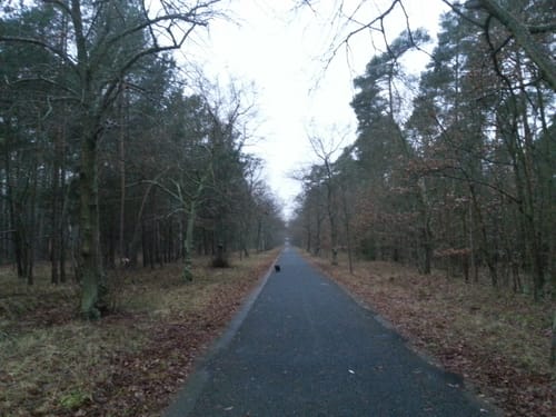 Jagdschloss am Stern in der Parforceheide