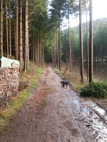 Ostweg Etappe 6: Schramberg- Alpirsbach
