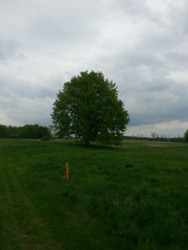 Durch das Naturschutzgebiet zum Riebener See