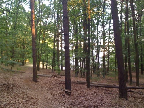 Runde in der Parforceheide