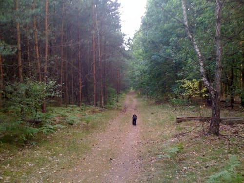 Runde in der Parforceheide