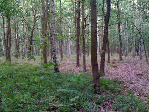 Runde in der Parforceheide