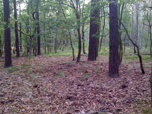 Runde in der Parforceheide