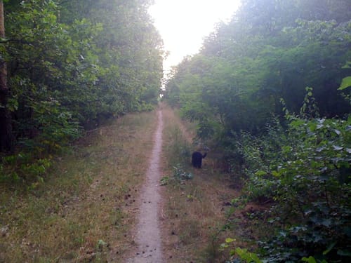 Runde in der Parforceheide