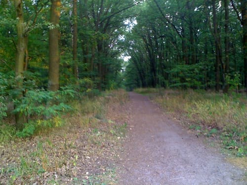 Runde in der Parforceheide