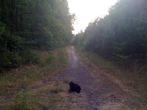 Runde in der Parforceheide