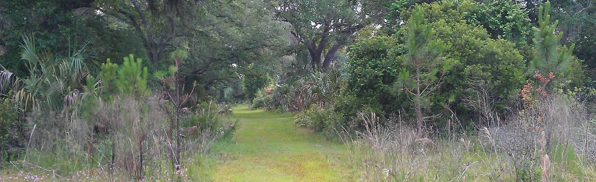 Crystal River Preserve State Park Eco Walk | Map, Guide - Florida ...