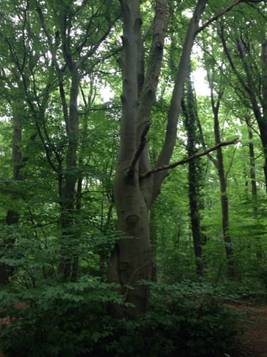 Rundweg Zweifall - Kloster