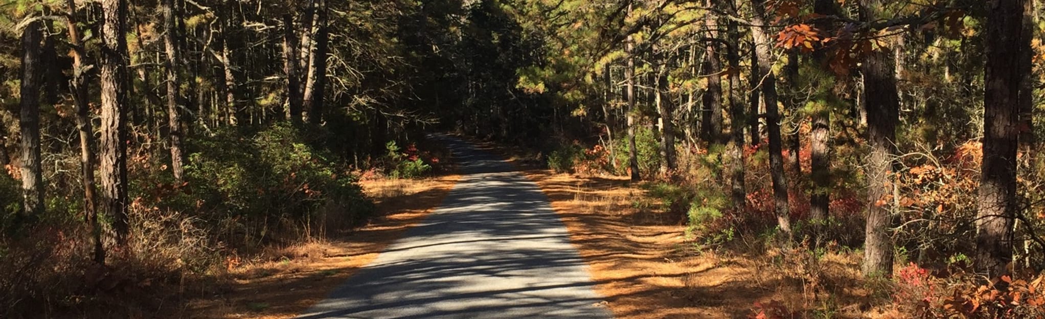 Brendan Byrne Forest Loop New Jersey AllTrails