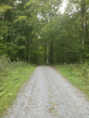Pfahlhofwald