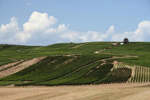 Von Hahnheim über den Selzer Berg ins Selztal