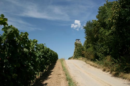 Von Hahnheim über den Selzer Berg ins Selztal
