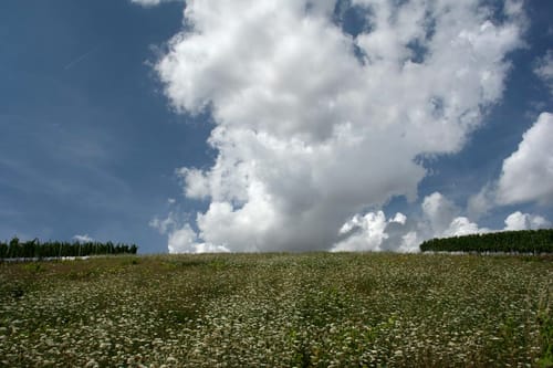 Nordic Walking Sörgenloch Nr. 4