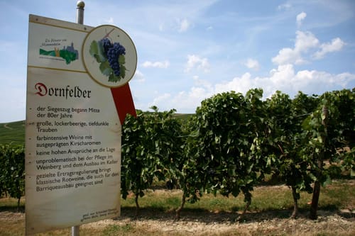 Von Hahnheim über den Selzer Berg ins Selztal