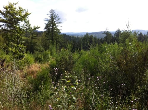 Bismarckeiche Rundweg A2: Um den Kohlenberg