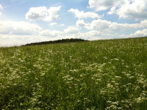 Bismarckeiche Rundweg A3 (Rund um Buchen)