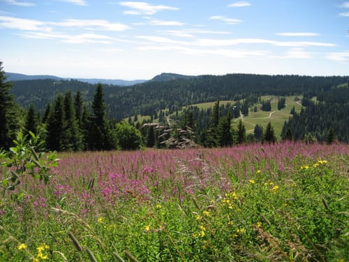 Feldbergsteig (Genießerpfad)