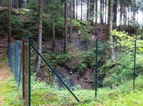 Großer Storchschnabel - Grubenteich