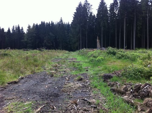 Großer Storchschnabel - Grubenteich