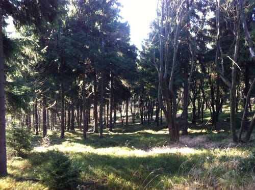 Waltersdorf - Burg Tolštejn