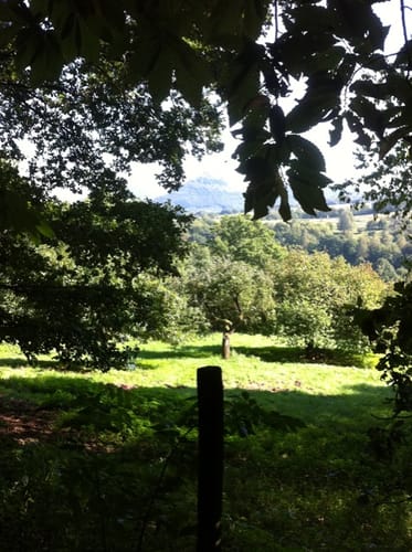 Annweiler am Trifels - Dimbach - Völkersweiler