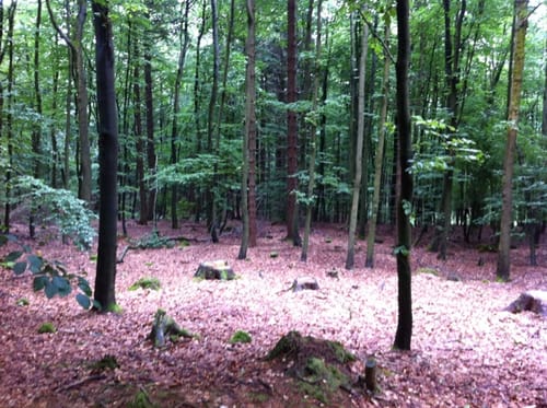 Zum Döbraberg