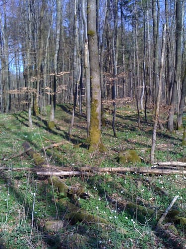 Rund um Ulrichstein