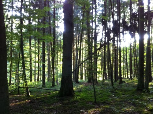 Großes Arolser Holz ab Kurpark Bad Arolsen