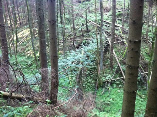Großes Arolser Holz ab Kurpark Bad Arolsen