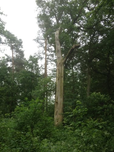 Südliches Burgdorfer Holz ab Schwüblingsen