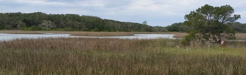 are dogs allowed at little talbot island