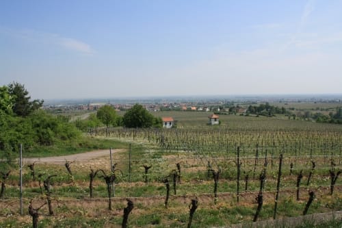 Deutsche Weinstrasse Etappe 3: St.Martin - Siebeldingen