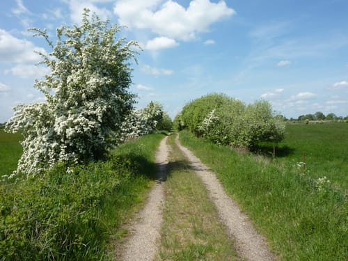 Radrundtour: von Geesthacht zum Junkernfeld