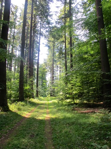 Räuber Vieting Rundweg bei Parchim