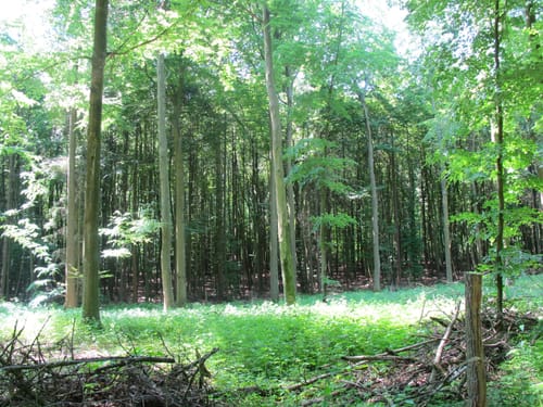 Räuber Vieting Rundweg bei Parchim