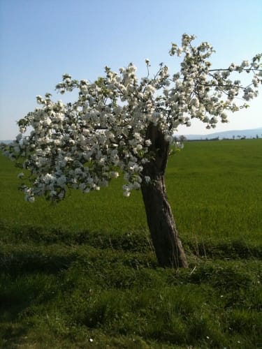 Wasserleben - Osterwieck - Langeln