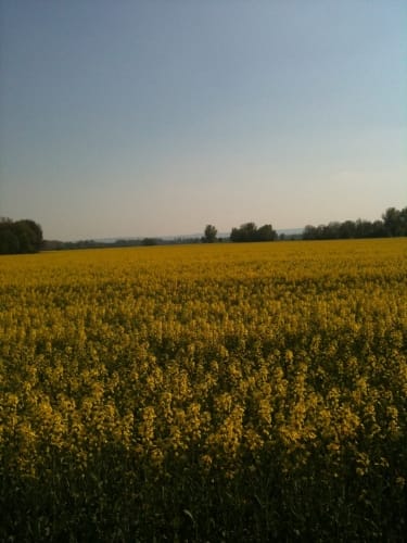 Wasserleben - Osterwieck - Langeln