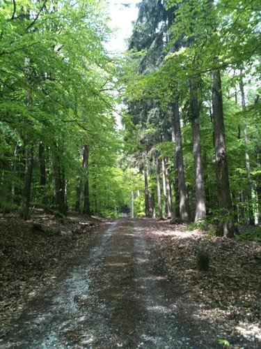 Dillinger Wald ab Friedrichsdorf