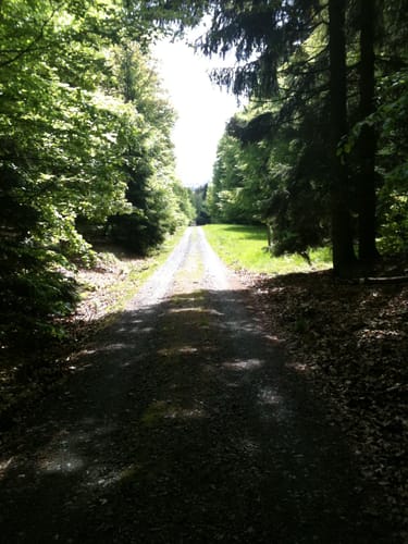 Dillinger Wald ab Friedrichsdorf