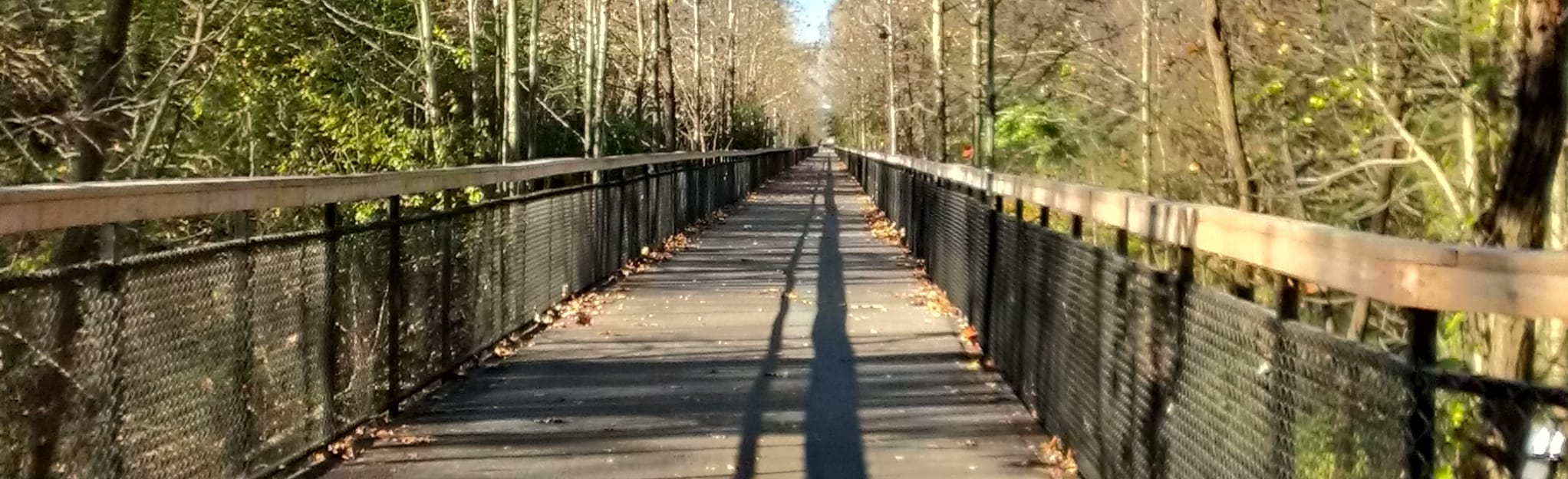 Wolf River Trail Yellow to Wolf River Trail Blue Loop 215 foto's