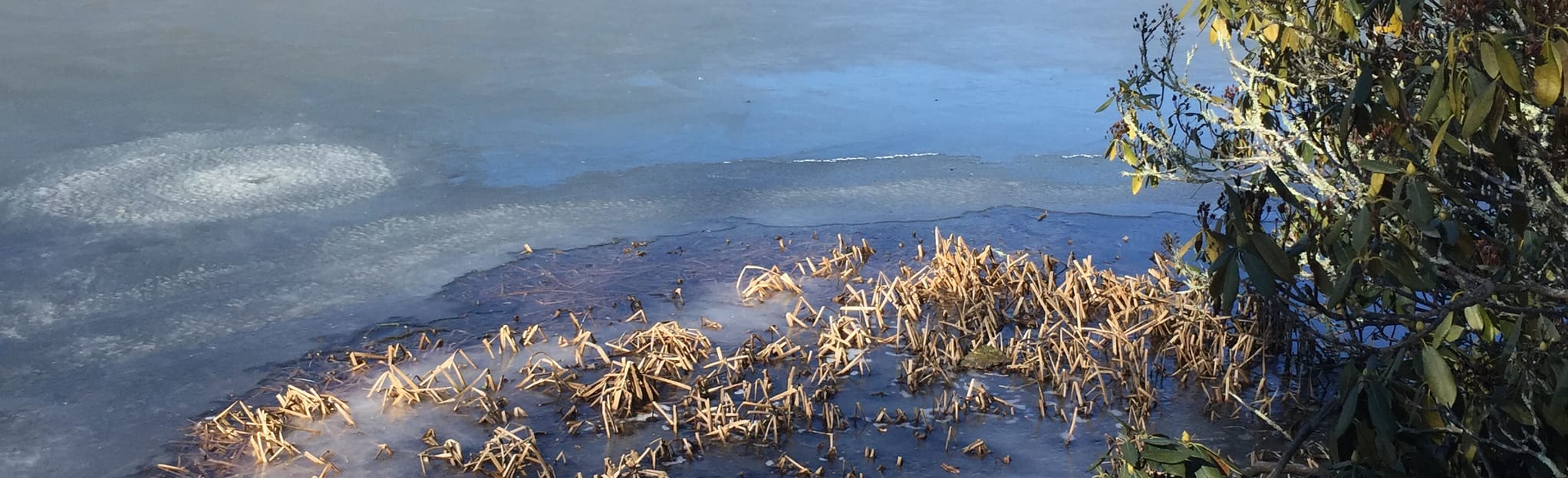 Trout Lake Loop Trail, North Carolina 259 Reviews, Map AllTrails