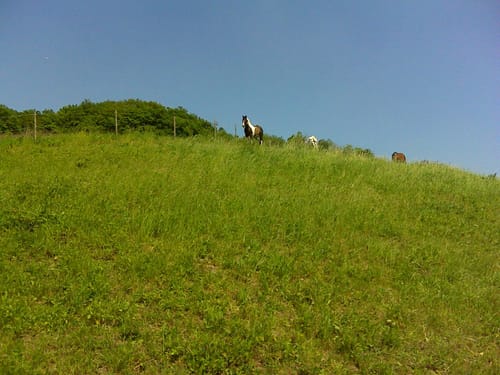Rheinsteig: Von Leubsdorf nach Rheinbrohl