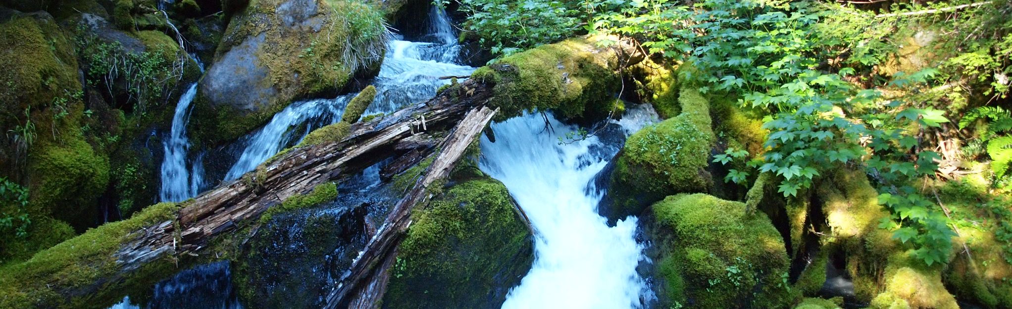 Black Creek Trail Lilian Falls To Waldo Lake Closed Oregon