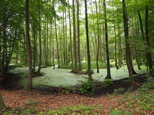 Schorfheidetour ab Glambeck