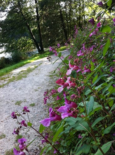 Seerundweg Rannasee