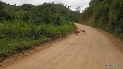 As melhores trilhas em Rio dos Cedros, Santa Catarina (Brasil)