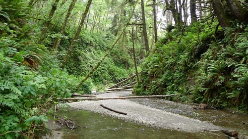 Prairie creek redwoods state hotsell park hikes