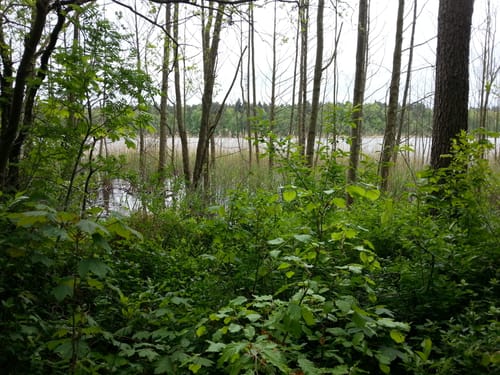 Rund um den Großdöllner See